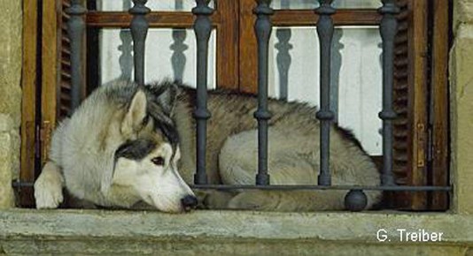 Hund in Uterga