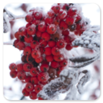 Winterliche Stimmung am Camino