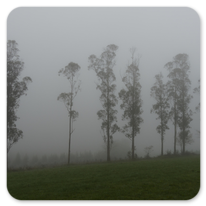 Frühnebel