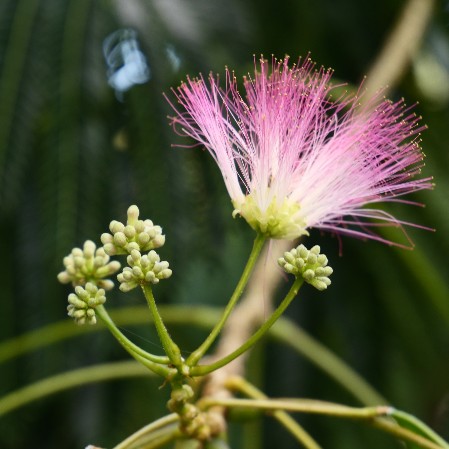 Blume am Wegesrand Blume am Wegesrand