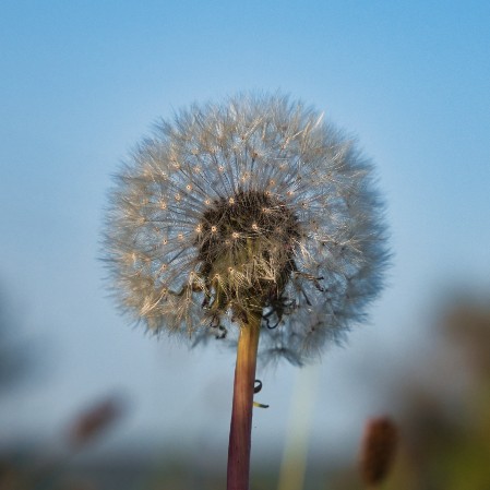 Blume am Wegesrand Blume am Wegesrand