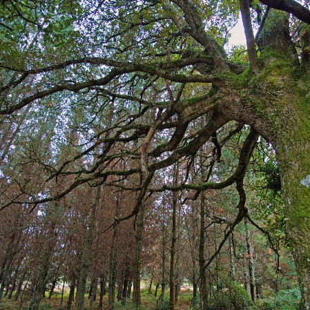 Alter Baum